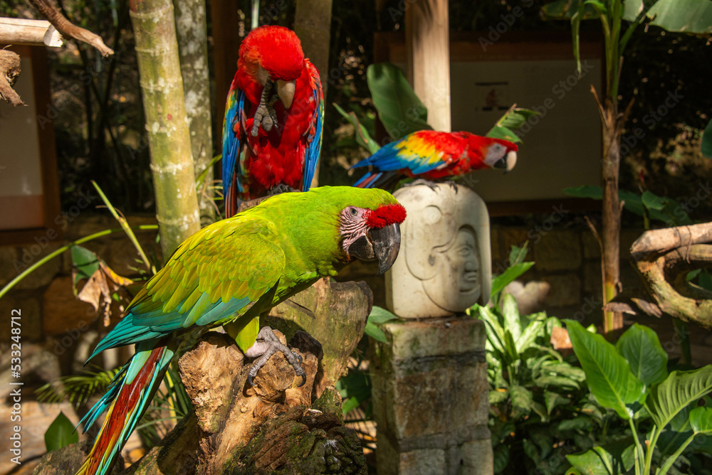 Fototapeta premium Great green macaw and scarlet macaw, Copan, Honduras