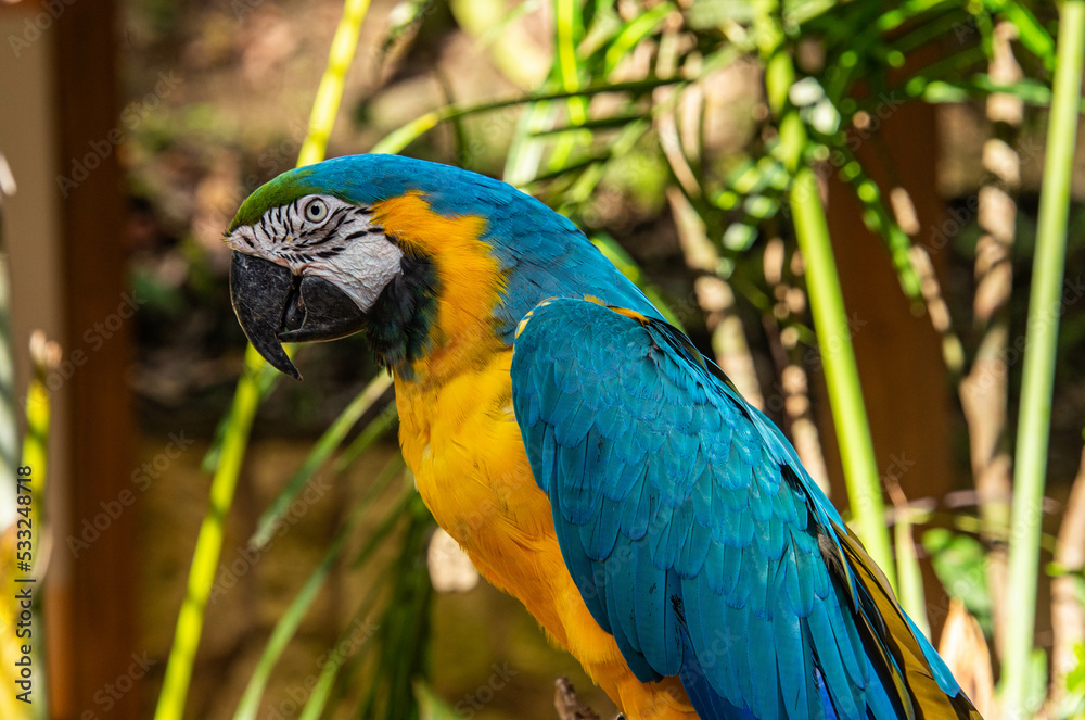 Obraz premium Blue and yellow macaw (Ara ararauna) closeup, Copan, Honduras
