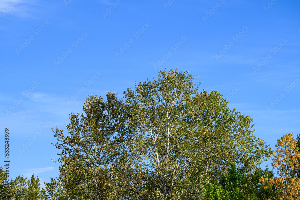 Beginnings of fall color on a sunny day, deciduous trees just beginning to turn yellow
Beginnings of fall color on a sunny day, deciduous trees just beginning to turn yellow