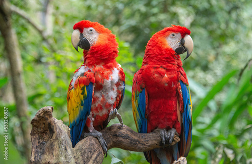 Scarlet macaw (Ara macao) closeup, Copan, Honduras © raquelm.