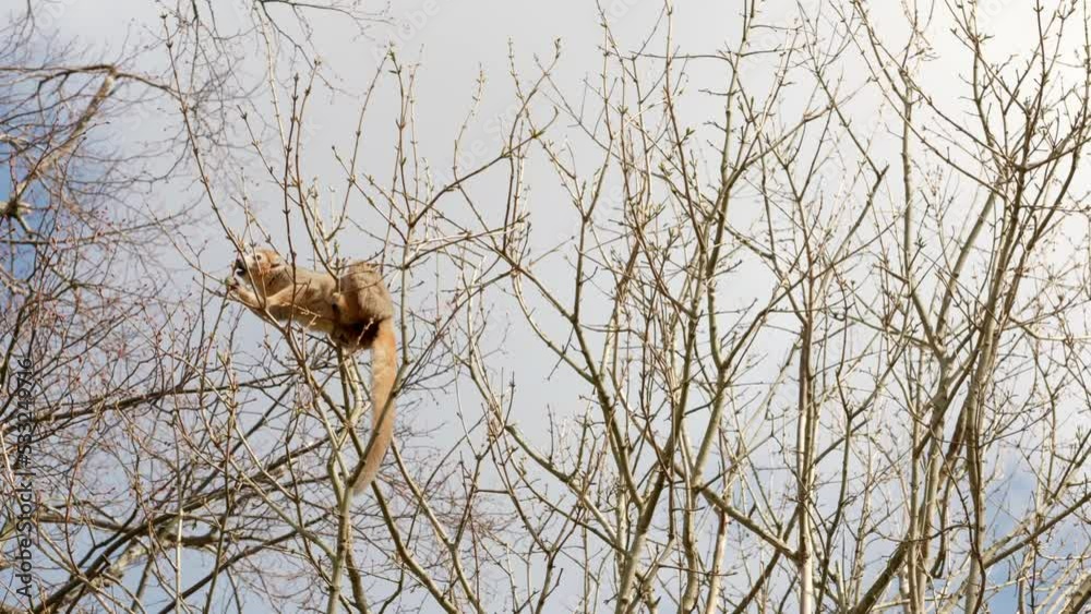 A Crowned lemur (Eulemur coronatus) climbs around the canopy of a tree eating the tree buds against a blue sky at Edinburgh zoo. A Crowned lemur (Eulemur coronatus) climbs around the canopy of a tree eating the tree buds against a blue sky at Edinburgh zoo.