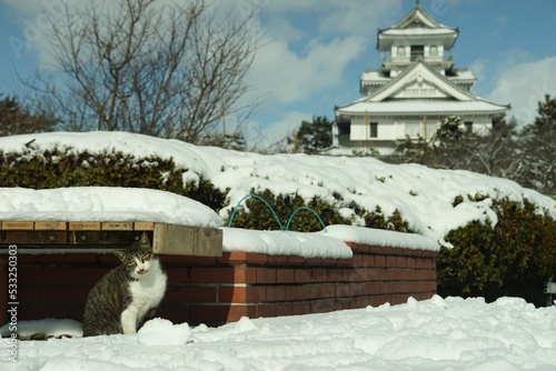 A cat living in Nagahama-jo castle park at snowy day