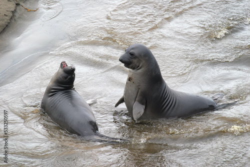 Elephant Seal photo