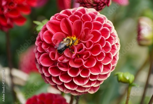 Closeup of a bee pollinating a red laciniated Dahlia flower