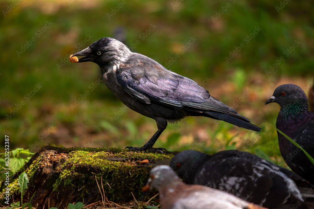 Fototapeta premium A jackdaw with a nut in its beak on a stump among pigeons