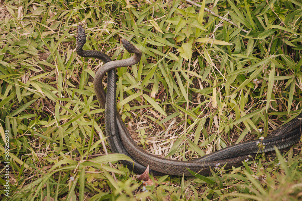 Two snakes mating in the nature near Adam's Peak Sri Lanka