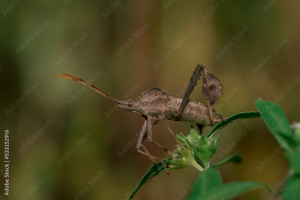 closeup of a shield bug closeup of a shield bug