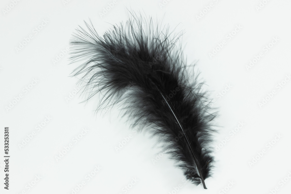 A single black down feather isolated on a white background A single black down feather isolated on a white background