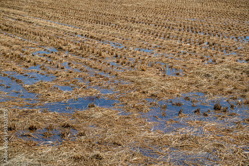 雨が降った稲刈りの跡