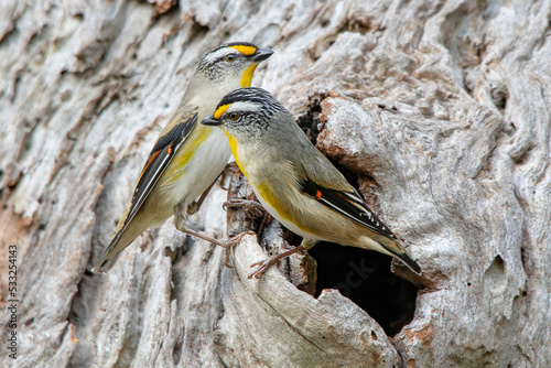 Striated Pardalotes (Pardalotus striatus) photo