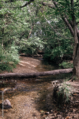 tree trunk laying a across a calm creek with clear water in a forest