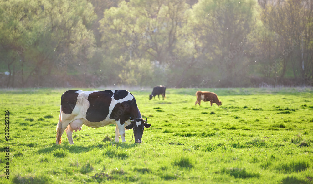 Milk cow grazing on green farm pasture on summer day. Feeding of cattle on farmland grassland Milk cow grazing on green farm pasture on summer day. Feeding of cattle on farmland grassland