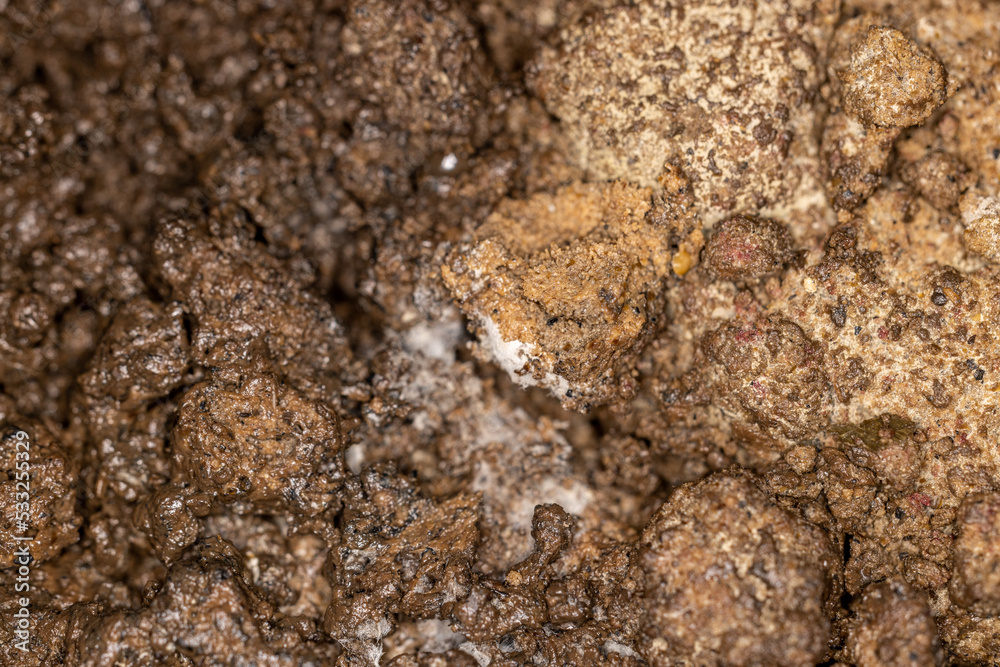The fungus and bacteria is used for composting, Used for agriculture. The fungus and bacteria is used for composting, Used for agriculture.