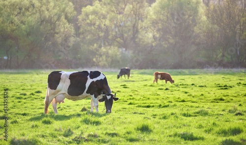 Foto Milk cow grazing on green farm pasture on summer day