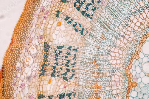 Plant tissue Structure, section (tissue) of stem plant tissue under a light microscope. photo