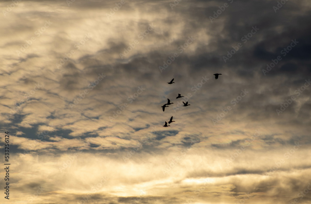 birds in the sky at sunset