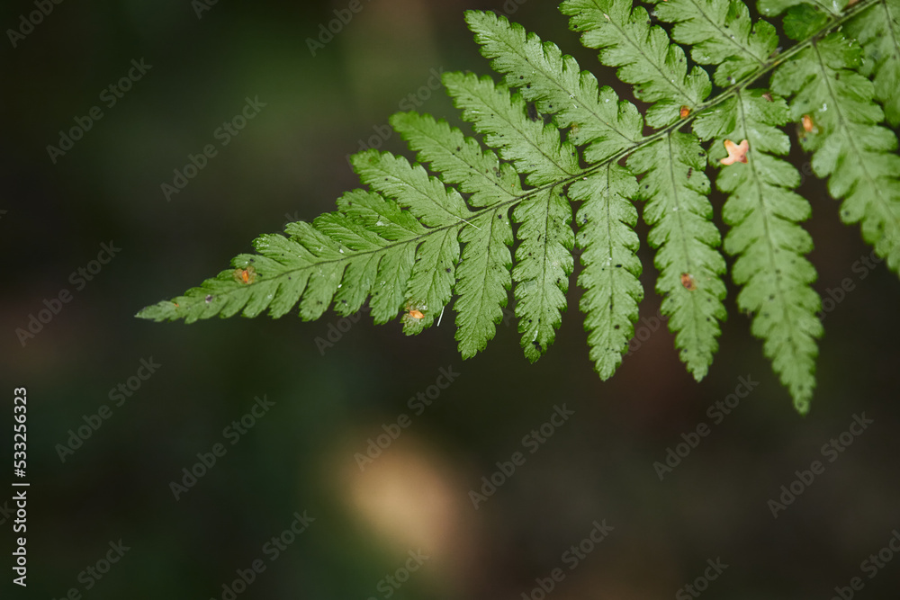 Wild fern in the forest near Moscow. Polypodiophyta. Front view.