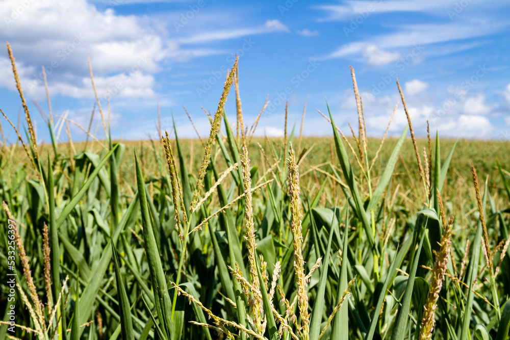 Landscape of a cornfield on a sunny day with clouds in the sky; Agriculture industry producing corn for the population Landscape of a cornfield on a sunny day with clouds in the sky; Agriculture industry producing corn for the population