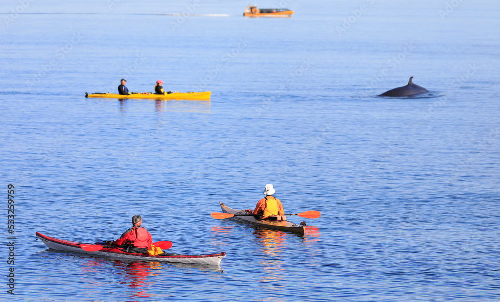 Obraz premium Tourists in kayaks observing whale in Tadoussac area, Saint Lawrence estuary, Côte-Nord, Canada