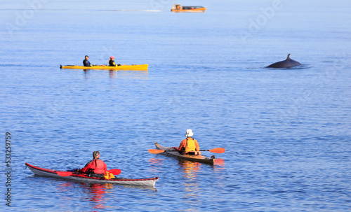 Tourists in kayaks observing whale in Tadoussac area, Saint Lawrence estuary, Côte-Nord, Canada