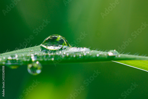 Green leaf with dew drop of water in morning on nature background