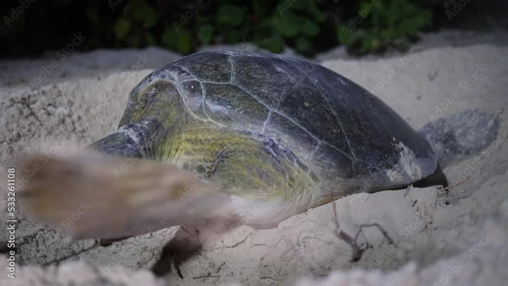 green sea turtle covering nest after spawning on a tropical beach, 4k video
