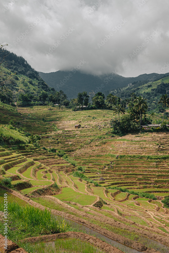Knuckles, Sri Lanka : Terraced rice paddies in the Knuckles National Park