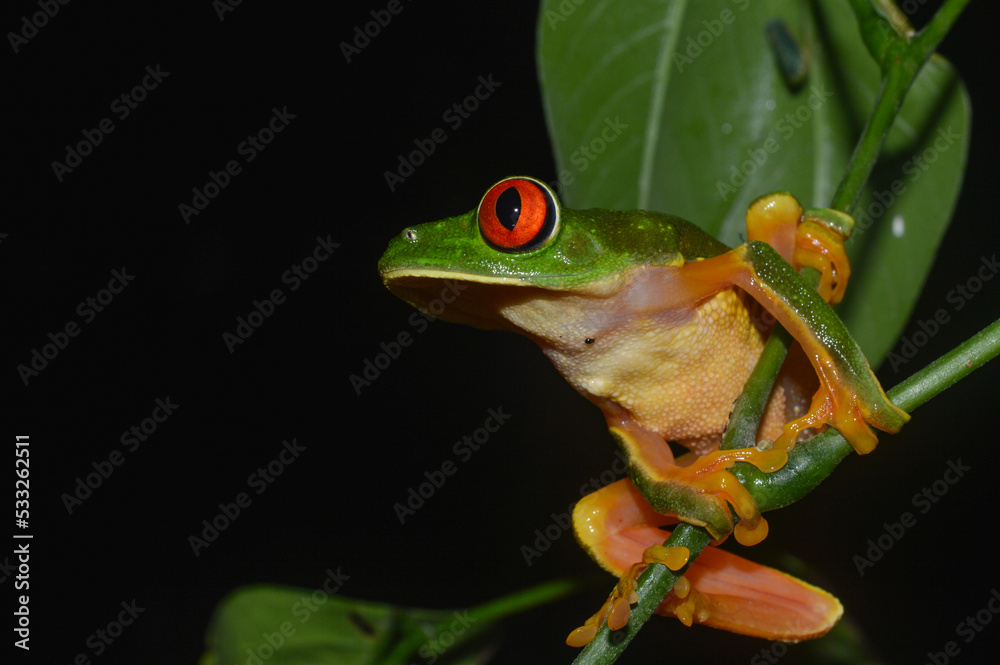 Red-Eyed Tree Frog in Calakmul Biosphere Reserve Red-Eyed Tree Frog in Calakmul Biosphere Reserve