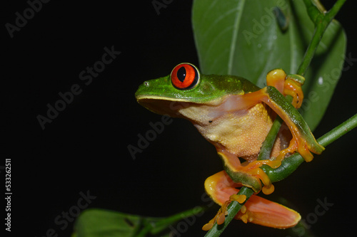 Red-Eyed Tree Frog in Calakmul Biosphere Reserve