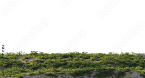 Variety of grass and small plants and flowers isolated photo