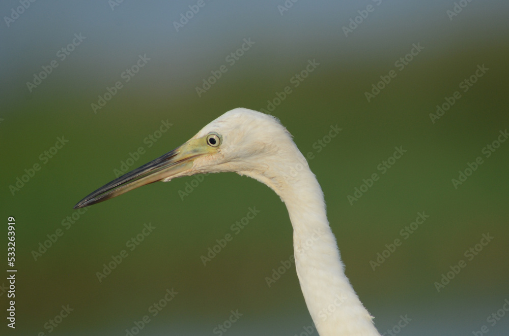 Little Egret, Portrait Head And Eye Bird Egretta garzetta Little Egret, Portrait Head And Eye Bird Egretta garzetta