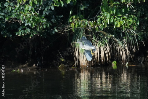 striated heron in a pond