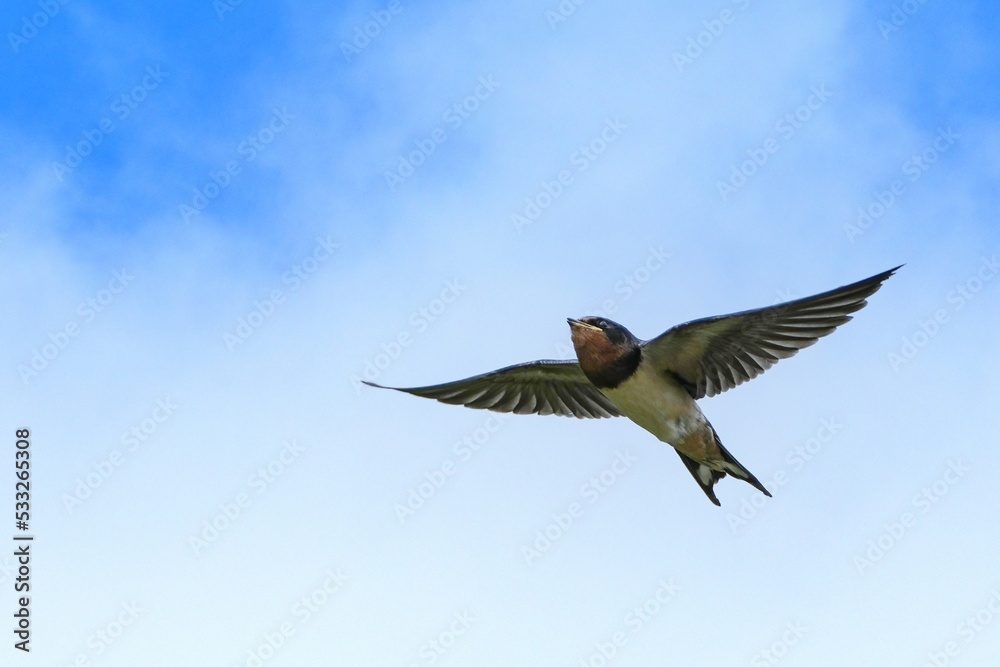 青空バックに優雅に飛ぶツバメ 青空バックに優雅に飛ぶツバメ