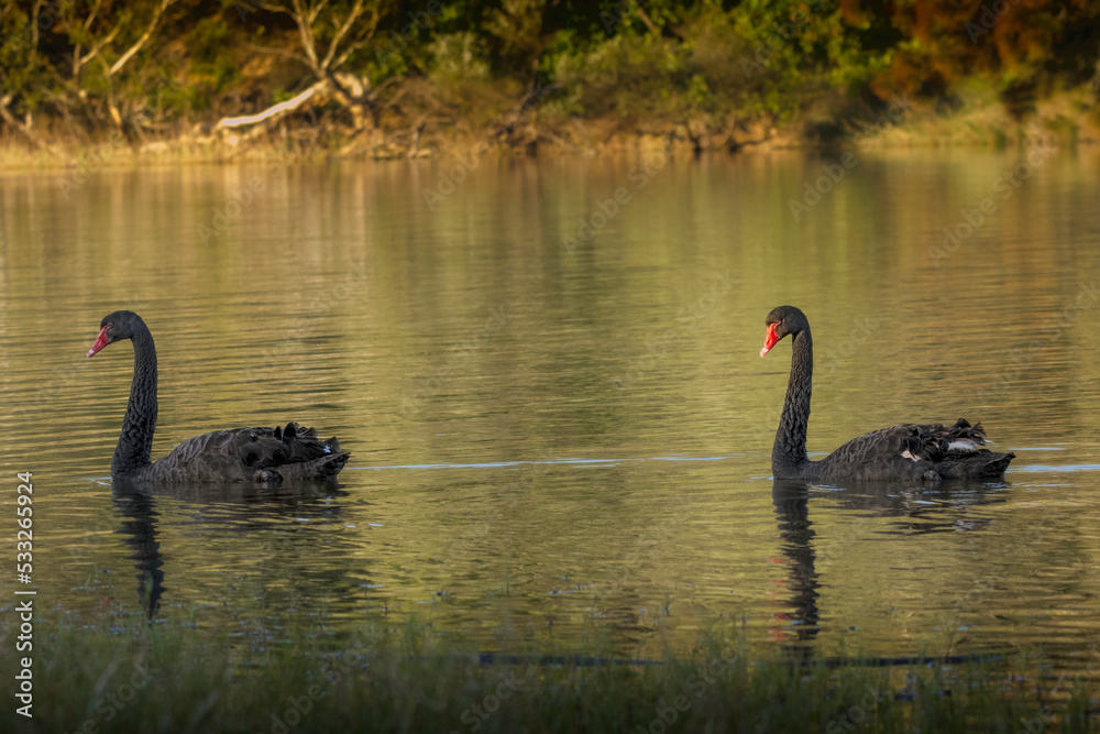 Obraz premium Two Black Swans Wading Past