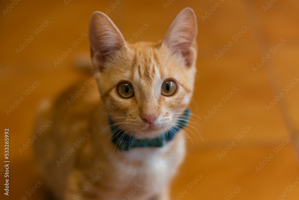 Gato pequeño color naranja