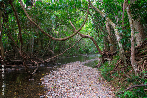 Stream in far north Queensland rain forest, with vines