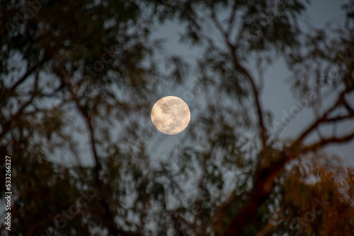 Full moon through eucalyptus in outback