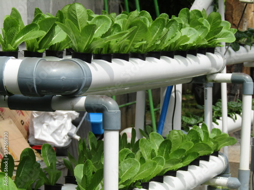 pakcoy vegetables in hydroponic growing system photo