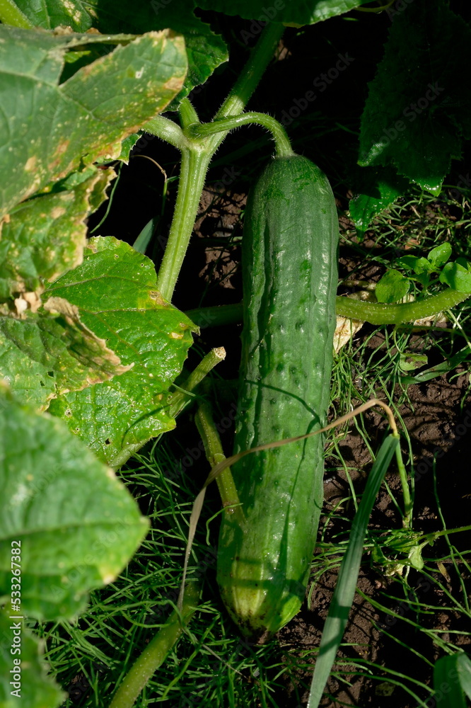 Obraz premium cucumber in the garden grown in the open field