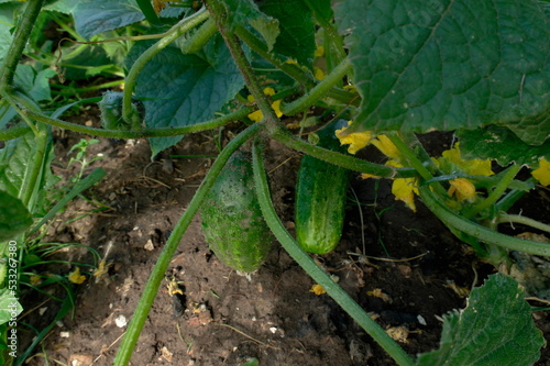 cucumber in the garden grown in the open field