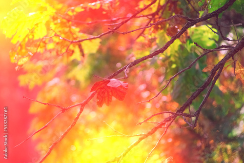 Glowing autumn background with tree branches © vvicca