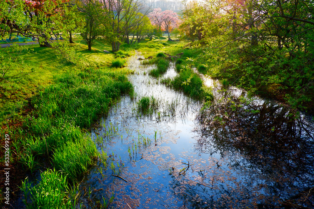Obraz premium Beautiful fresh green waterside and cherry blossoms in spring in Japan / 美しい新緑の水辺と桜 日本の春