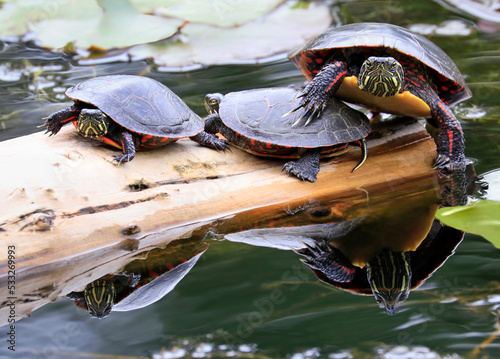Painted Turtles (Chrysemys picta marginata) with their reflection in the Water, Montreal, Canada photo