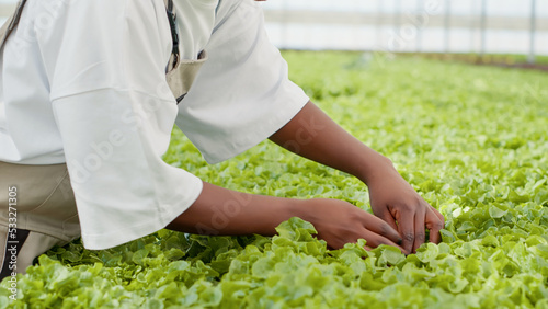 Selective focus on woman greenhouse farmer doing quality control checking for damaged plants in hydroponic enviroment. Closeup of african american farm worker hands cultivating organic lettuce.