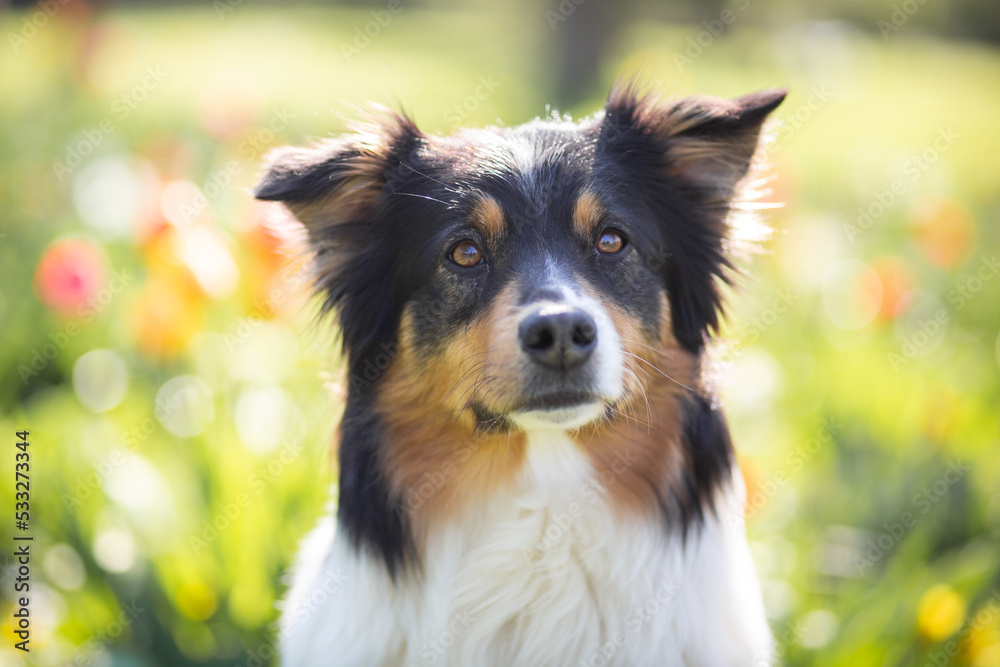 australian shepherd dog in flower field in spring australian shepherd dog in flower field in spring