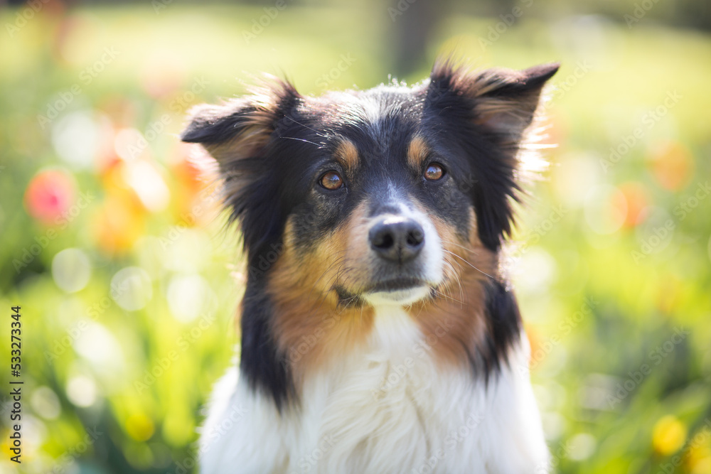 australian shepherd dog in flower field in spring