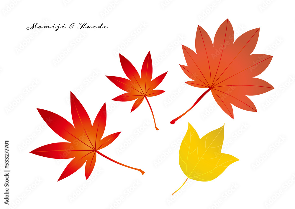 紅葉と楓 紅葉と楓