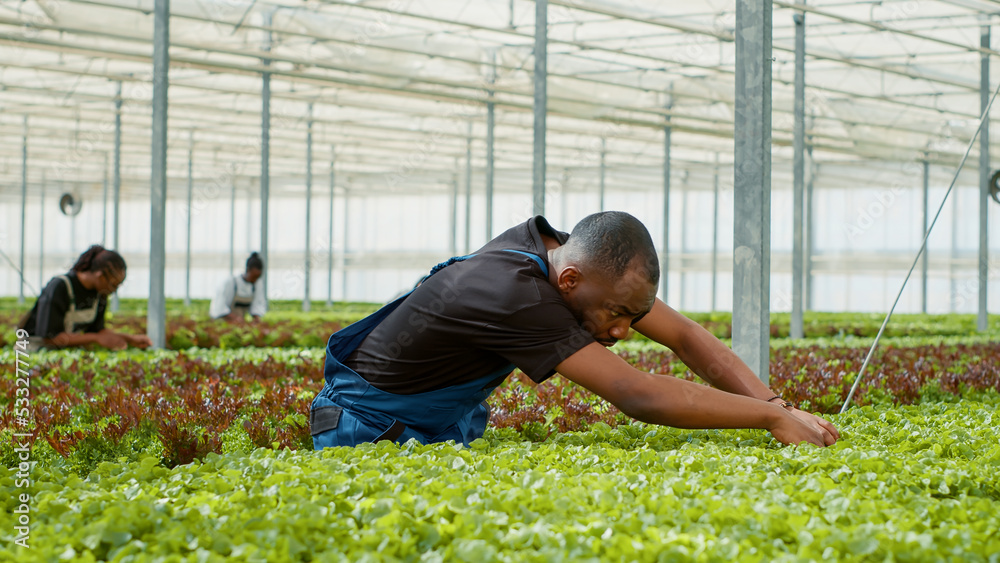African american greenhouse worker doing quality control for vegetables