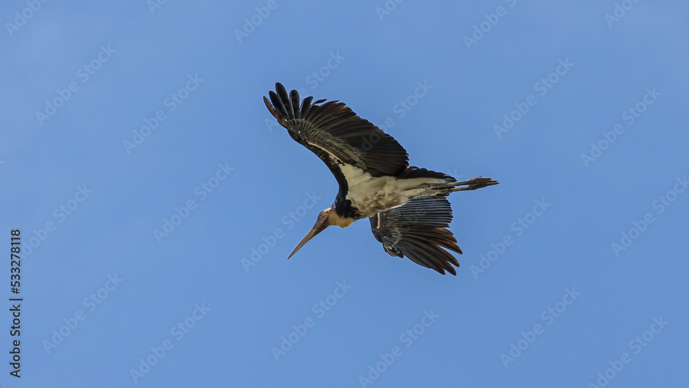Nature wildlife image of Lesser Adjutant Stork bird fly high on clear blue sky Nature wildlife image of Lesser Adjutant Stork bird fly high on clear blue sky