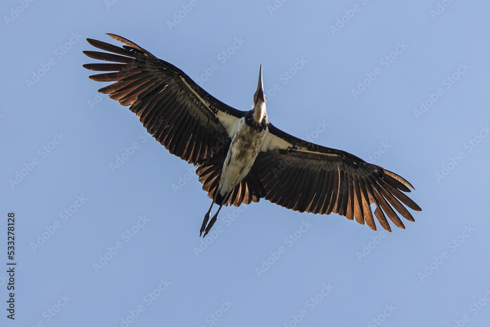 Fototapeta premium Nature wildlife image of Lesser Adjutant Stork bird fly high on clear blue sky
